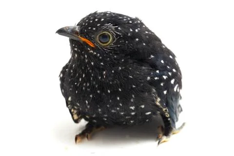 A young plaintive cuckoo bird (Cacomantis merulinus) isolated on white backgroun Stock Photos
