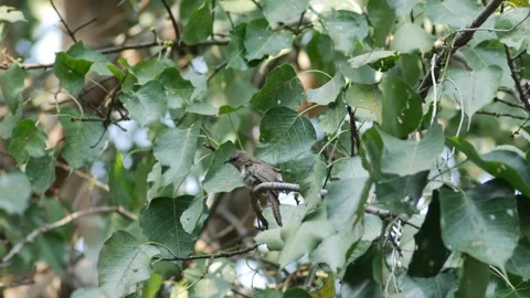 Young Plaintive Cuckoo Bird sit on Branch Stock Footage 327435229