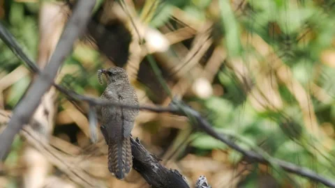 Young Plaintive Cuckoo Bird sit on Branch Stock Footage 327435314