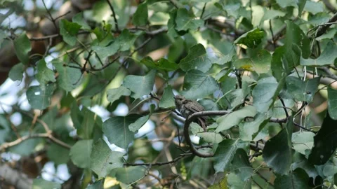 Young Plaintive Cuckoo Bird sit on Branch Stock Footage 329145293