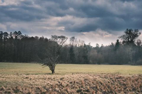The young plane tree in the early spring against a cloudy sky Stock Photos