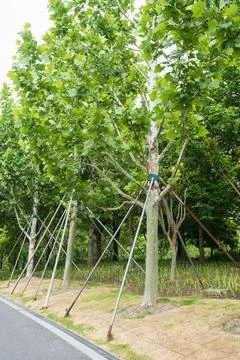 Young plane tree with metal support stakes stands along urban pathway. tree.. Stock Photos