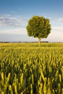 Young plane tree in a wheat field - Tuscany countryside (Italy) Stock Photos