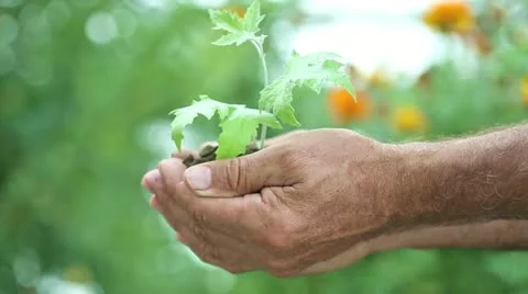 Young plant against green background Stock Footage