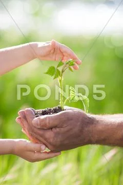 Young plant against green background Stock Photos