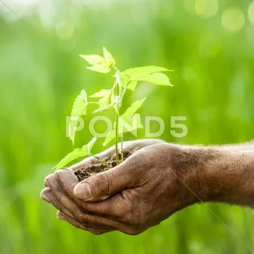 Young plant against green background Stock Photos