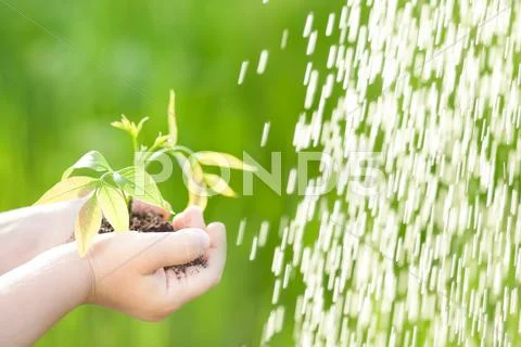 Young plant against green background Stock Photos