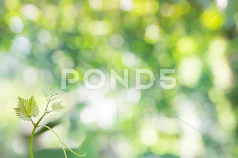 Young plant against green background Stock Photos