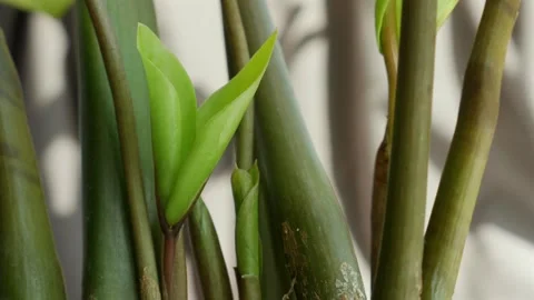 Young plant breaks through the soil, standing upright as a sign of regeneration Stock Footage 314888987