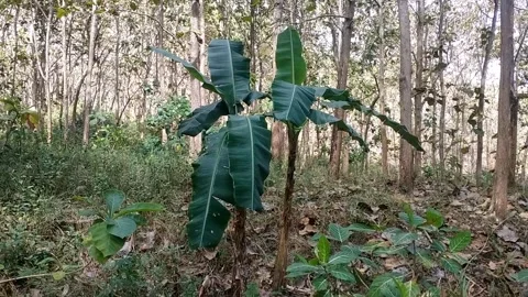 A Young Plant in a Dense Forest Stock-Footage 338374299
