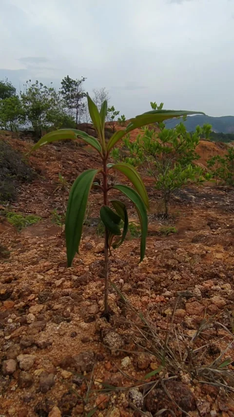 Young plant dry soil Stock Footage 336045487