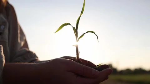 Young plant for greener future 스톡 동영상 337941638