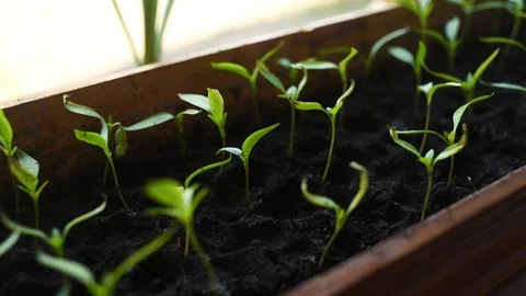 Young plant in the ground Stock Footage 128543735
