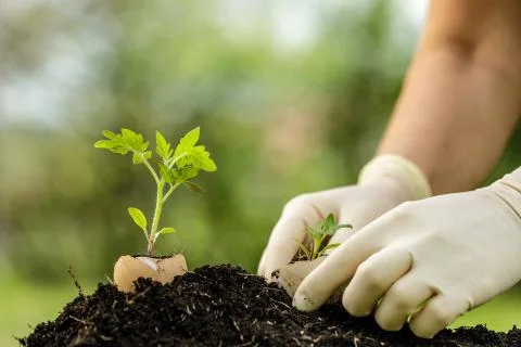 Young plant growing in egg shell in the garden Stock Photos