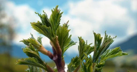 Young plant growing timelapse Stock Footage 84878717