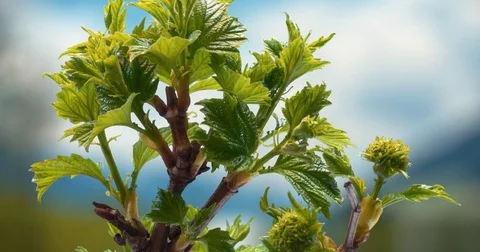 Young plant growing timelapse Stock Footage 84881328