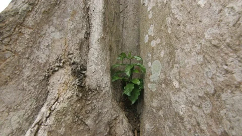 Young plant growing in the trunk of a large tree, in Ivory Coast Stock Footage 221530407