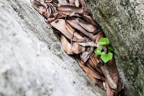 Young plant growing,Start up business concept design on Dry leaves and Stone Stock Photos