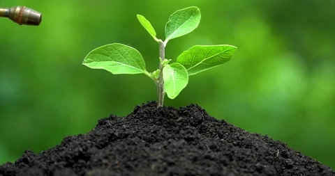 Young plant grows from the soil, man's hand watering fron vintage pulverizer Stock Footage 127747741