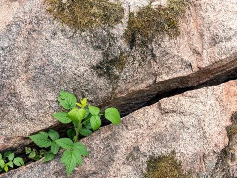 Young plant grows through the gap of a large stone. Stock Photos
