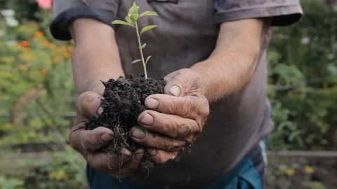 Young plant in hands Video stock 71153636