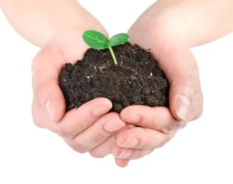 Young plant in hands Stock Photos