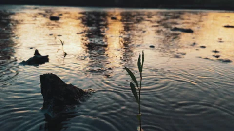 Young plant in the morning light on nature background. Plant Growing In Rain Stock Footage 258158181