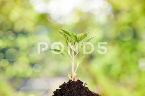Young plant Stock Photos