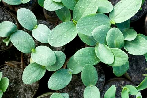 Young plant 스톡 사진