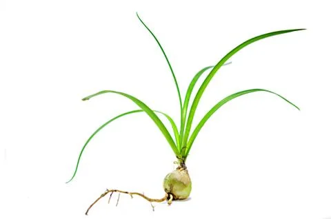 Young plant Stock Photos