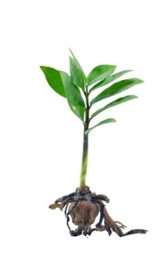 Young plant Stock Photos