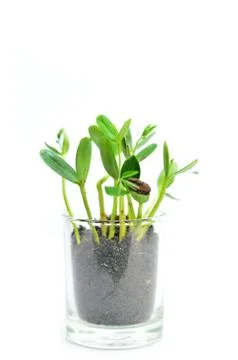 Young plant Stock Photos