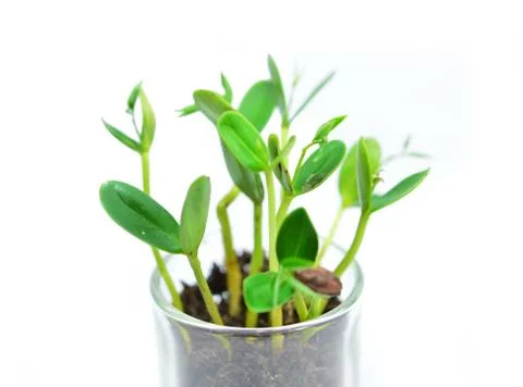 Young plant Stock Photos