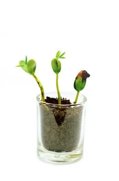 Young plant Stock Photos