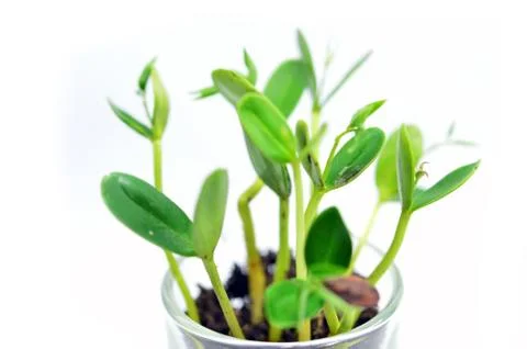 Young plant Stock Photos