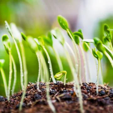 Young plant Stock Photos