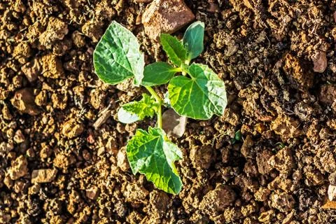 Young plant Stock Photos