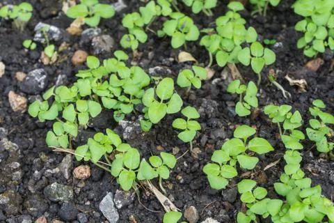 Young plant Stock Photos