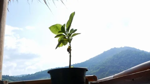 Young plant in pot with wind blows gently over mountains background under sky. Stock Footage 118730083