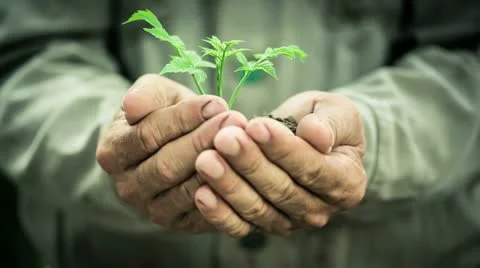 Young plant in the rain Stock Footage 20482068