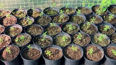 Young plant seedlings developing steadily inside greenhouse, representing Video stock 311167510