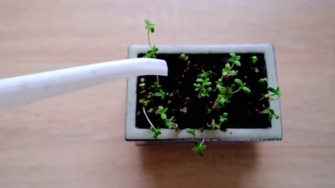 Young plant seedlings, thin sprouts, green cannabis plants, extract productio Stock Footage 169766292