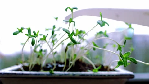 Young plant seedlings, thin sprouts, green cannabis plants, extract productio Stock Footage 173263701