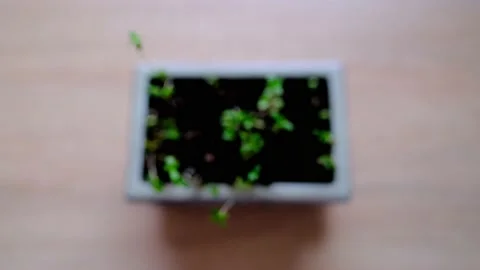 Young plant seedlings, thin sprouts, green cannabis plants, extract product.. Stock Footage 236995300