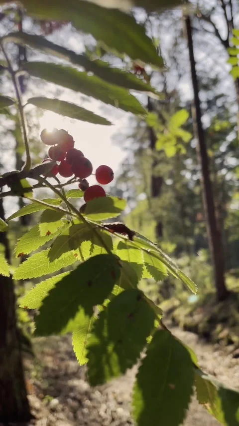 Young Plant Sprout in Forest Vertical Stock Footage 344042305