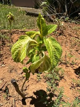 Young plant in sunny garden Stock Photos