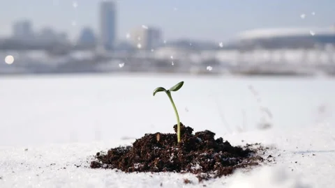 Young plant on a thawed plot of land against the background of the city. Vídeos de archivo 147625472