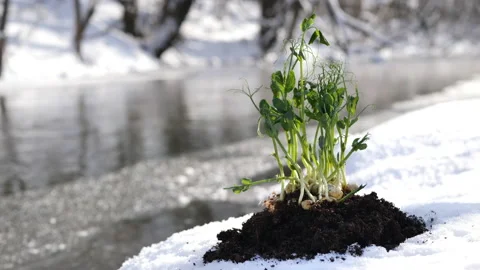 Young plant on a thawed plot of land against the background of a river. Vídeos de archivo 169799070