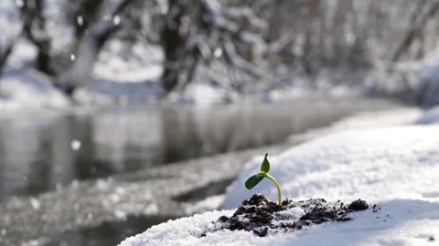 Young plant on a thawed plot of land against the background of a river. Stock Footage 220189791