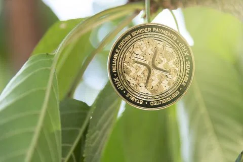 Young plant on the top of coin stack, bitcoin, investment, business growth Stock Photos